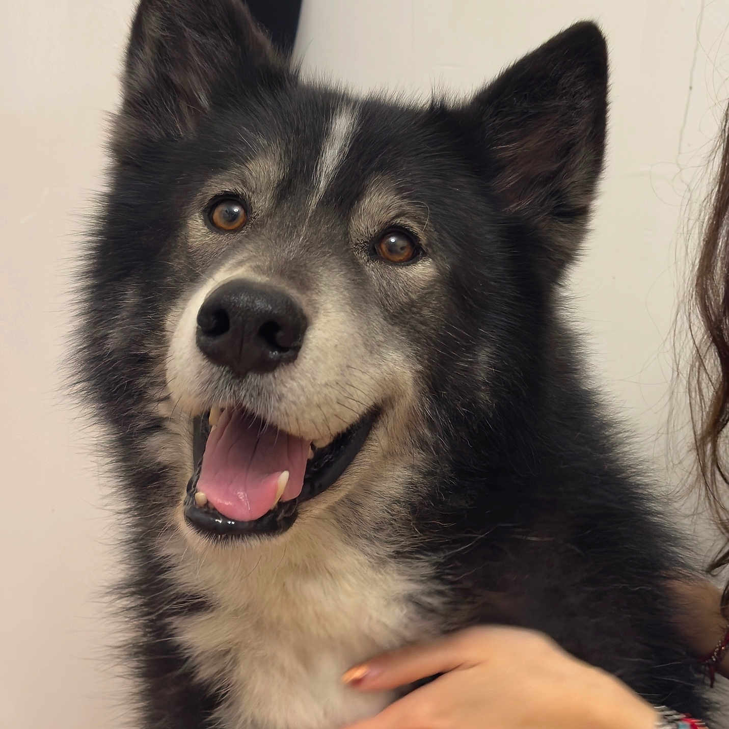 Paquila a rejoint le concours — aidez-le/la à gagner de superbes lots ! dog, happy, pet, smiling, fur, black_and_white, canine, indoor, portrait, friendly, animal, closeup, tongue_out, ears_up, companion, hand, human, caring, domestic, cute