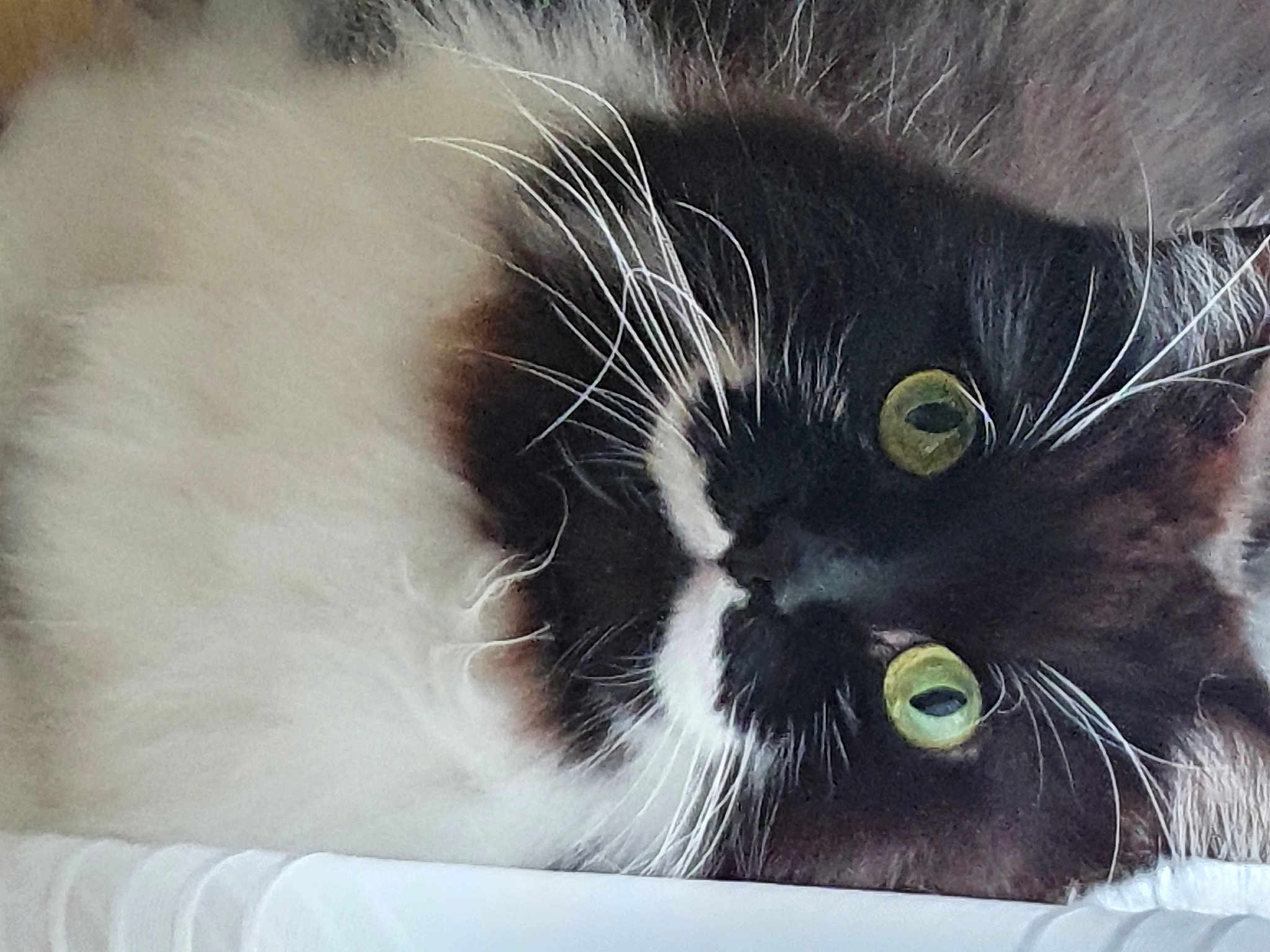 Oreo