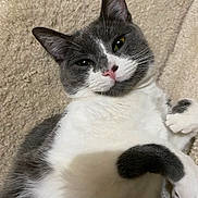 Ivy joined the competition — help win amazing prizes! cat, grey, white, pet, feline, animal, cute, relaxed, lying_down, fur, whiskers, pink_nose, close_up, indoors, blanket, soft_texture, paw, sleepy, cozy, portrait