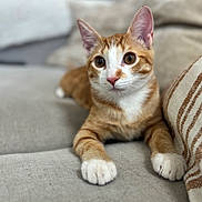 Kilo Elias joined the competition — help win amazing prizes! animal_portrait, cat, close_up, couch, cozy, curious, cushion, domestic_animal, ears, feline, fur, home_interior, indoor, lying_down, orange_cat, pet, relaxed, soft_focus, whiskers, white_paws