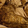 animal, beige, blanket, cat, comfort, cozy, cute, feline, fur, home, indoor, mammal, paw, pet, relaxed, resting, sleeping, tail, warm_lighting, whiskers