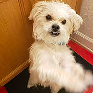 Zeus joined the competition — help win amazing prizes! dog, white_dog, fluffy, pet, indoor, cabinet, mat, paw, curious, standing, small_dog, fur, collar, black_mat, red_border, wooden_cabinet, wall, floor, closeup, playful