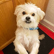 Cody Rushing joined the competition — help win amazing prizes! animal, black_mat, collar, companion, curious, cute, dog, domestic, floor, fur, indoor, looking_up, mat, pet, red_mat, small_dog, standing, wall, white_dog, wooden_cabinet