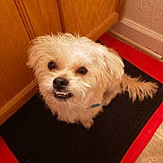 Cody joined the competition — help win amazing prizes! dog, small_dog, fluffy, white_dog, pet, indoor, mat, floor, cabinet, wooden_cabinet, curious, looking_up, cute, smiling, fur, tail, animal, companion, domestic, portrait