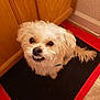 dog, small_dog, fluffy, white_dog, pet, indoor, mat, floor, cabinet, wooden_cabinet, curious, looking_up, cute, smiling, fur, tail, animal, companion, domestic, portrait