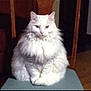 cat, white_cat, fluffy, sitting, indoor, chair, pet, feline, fur, domestic_animal, animal, portrait, wooden_furniture, home, cozy, looking_at_camera, cute, quiet, calm, animal_portrait