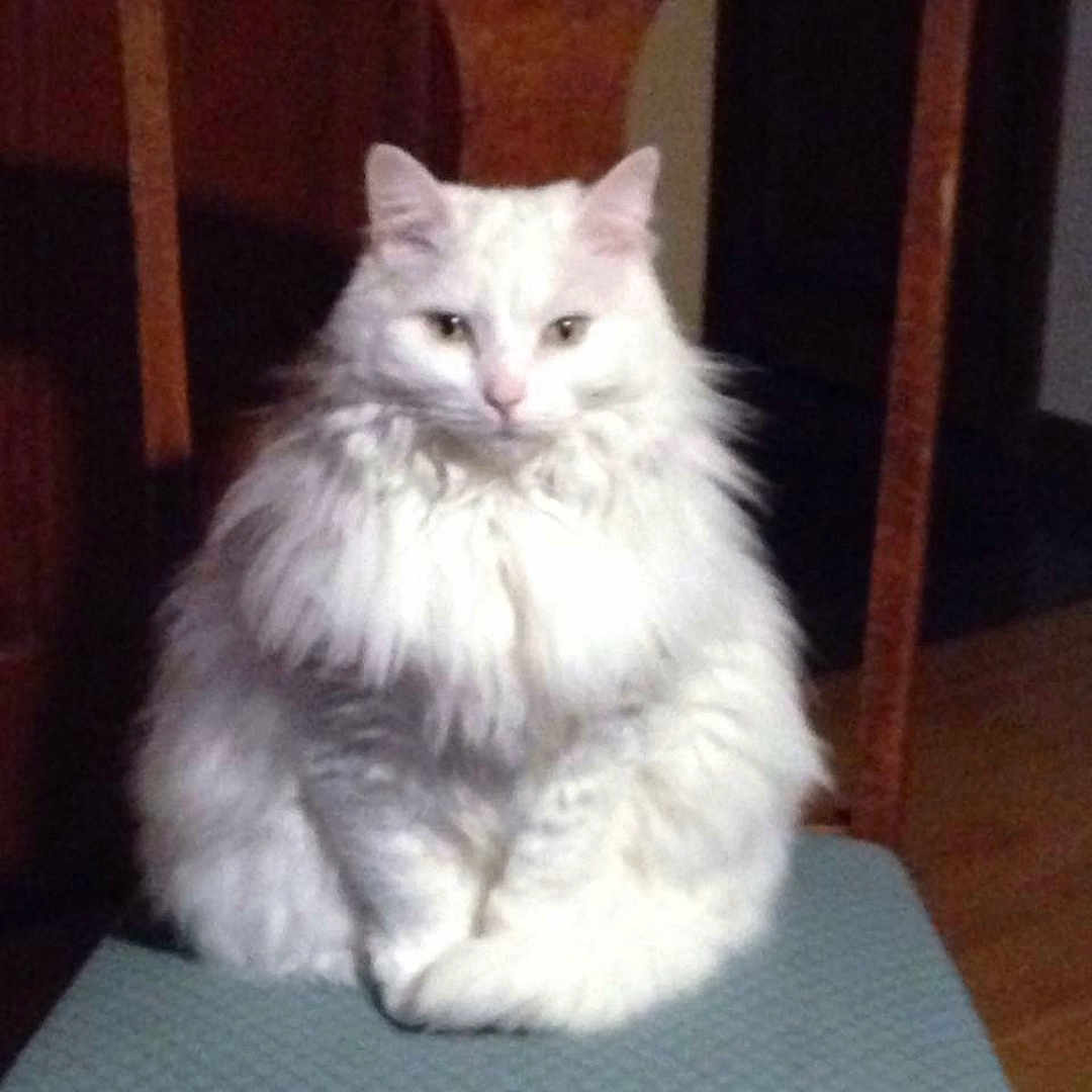 Tassel joined the competition — help win amazing prizes! animal, animal_portrait, calm, cat, chair, cozy, cute, domestic_animal, feline, fluffy, fur, home, indoor, looking_at_camera, pet, portrait, quiet, sitting, white_cat, wooden_furniture