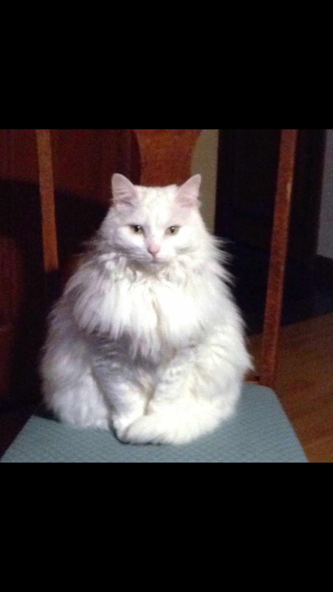 Tassel joined the competition — help win amazing prizes! cat, white_cat, fluffy, sitting, indoor, chair, pet, feline, fur, domestic_animal, animal, portrait, wooden_furniture, home, cozy, looking_at_camera, cute, quiet, calm, animal_portrait