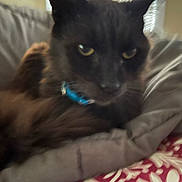 Fluffy joined the competition — help win amazing prizes! animal, bed, black_cat, blanket, blinds, cat, close_up, collar, cozy, domestic_animal, feline, fur, indoor, pet, portrait, resting, sleepy, soft_focus, window, yellow_eyes