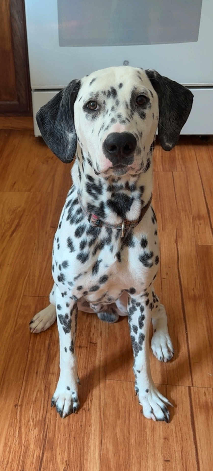 Pongo is registered to the contest to win money with this photo: dog, dalmatian, pet, animal, indoor, wooden_floor, kitchen, brown, white, black_spots, sitting, looking_at_camera, ears, collar, floor, muzzle, eyes, nose, front_paws, domestic