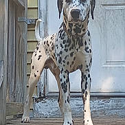 Pongo joined the competition — help win amazing prizes! dalmatian, dog, animal, pet, porch, wood, door, yellow_siding, outdoor, spot, canine, standing, front_view, curious, collar, sunlight, shadow, fence, vintage, texture