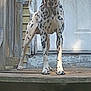 dog, dalmatian, spots, porch, wood, door, pet, animal, outdoor, standing, canine, fur, black_and_white, ears, tail, collar, quiet, calm, daylight, house