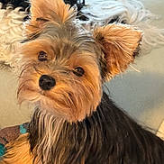 Cash Carter joined the competition — help win amazing prizes! dog, yorkshire_terrier, pet, close_up, fluffy, ears, eyes, fur, couch, indoor, cozy, blurred_background, checkered_curtain, animal, companion, cute, small_dog, portrait, resting, home