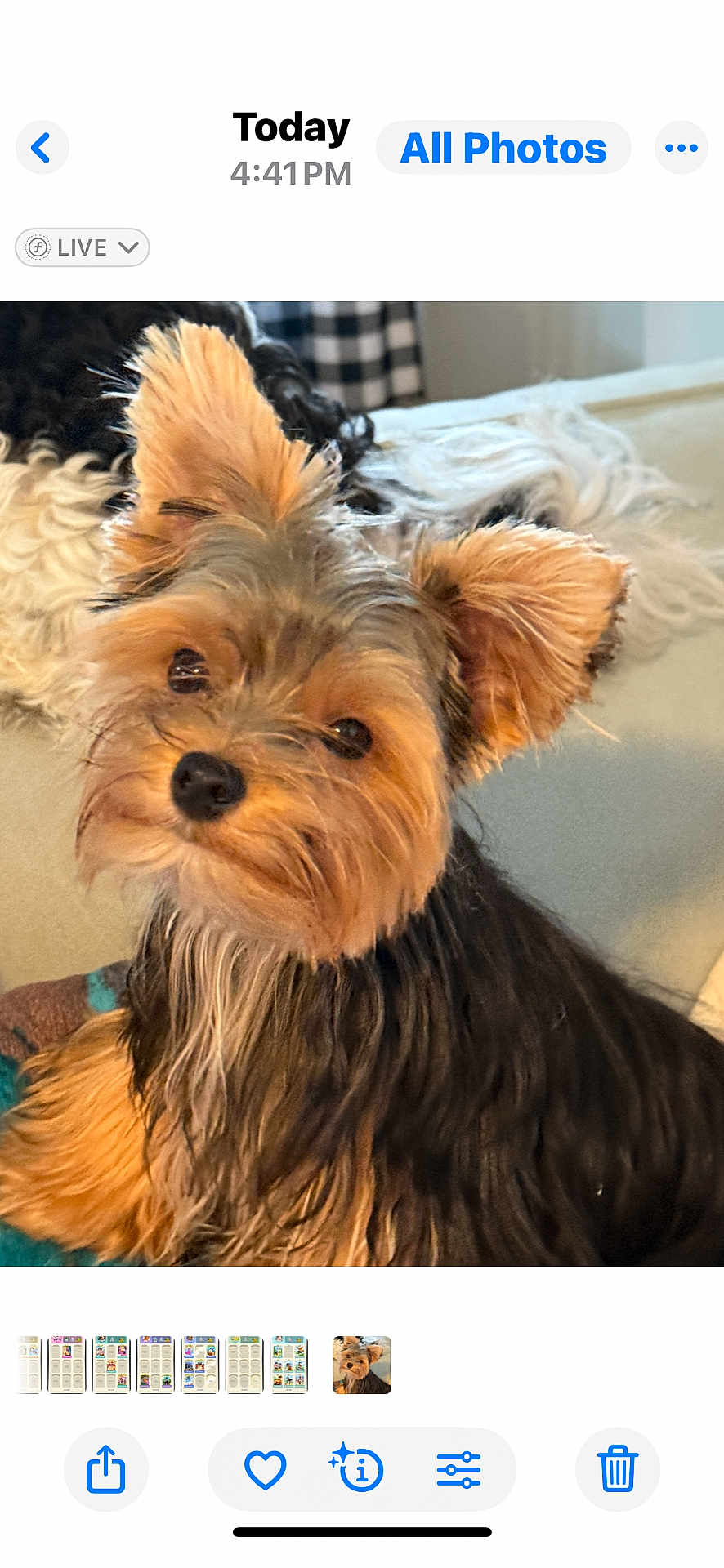 Cash Carter joined the competition — help win amazing prizes! dog, yorkshire_terrier, pet, close_up, fluffy, ears, eyes, fur, couch, indoor, cozy, blurred_background, checkered_curtain, animal, companion, cute, small_dog, portrait, resting, home