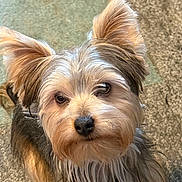 Bronson Lee joined the competition — help win amazing prizes! dog, pet, animal, fur, ears, eyes, cute, portrait, indoor, carpet, small_dog, looking_up, mammal, whiskers, friendly, companion, adorable, furry, domestic_animal, closeup