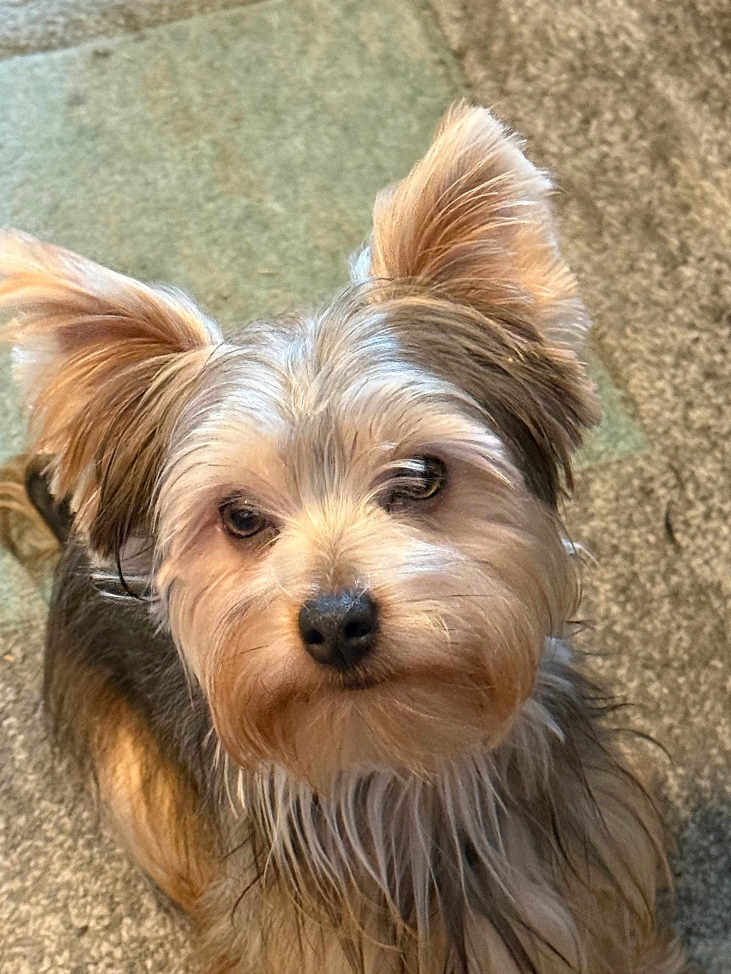 Bronson Lee joined the competition — help win amazing prizes! dog, pet, animal, fur, ears, eyes, cute, portrait, indoor, carpet, small_dog, looking_up, mammal, whiskers, friendly, companion, adorable, furry, domestic_animal, closeup