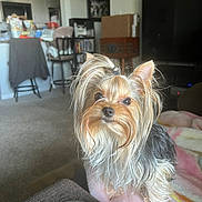 Lucy Lou is registered to the contest to win money with this photo: dog, yorkshire_terrier, pet, living_room, blanket, remote_control, furniture, cup_holder, television, carpet, chair, table, indoor, small_dog, cute, animal, household, domestic, fur, ears