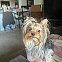 dog, yorkshire_terrier, pet, living_room, blanket, remote_control, furniture, cup_holder, television, carpet, chair, table, indoor, small_dog, cute, animal, household, domestic, fur, ears