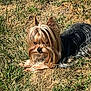 Lucy Lou is registered to the contest to win money with this photo: dog, small_dog, long_hair, outdoor, grass, sunlight, pet, animal, relaxed, nature, canine, fur, laying_down, daylight, mammal, closeup, quiet, calm, brown, black