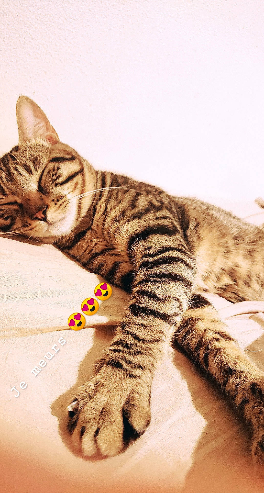 Kyubi a rejoint le concours — aidez-le/la à gagner de superbes lots ! american_shorthair, asian, bengal, california_spangled, carnivore, cat, domestic_short_haired_cat, dragon_li, european_shorthair, felidae, kitten, mammal, ocicat, savannah, small_to_medium_sized_cats, sokoke, tabby_cat, toyger, vertebrate, whiskers