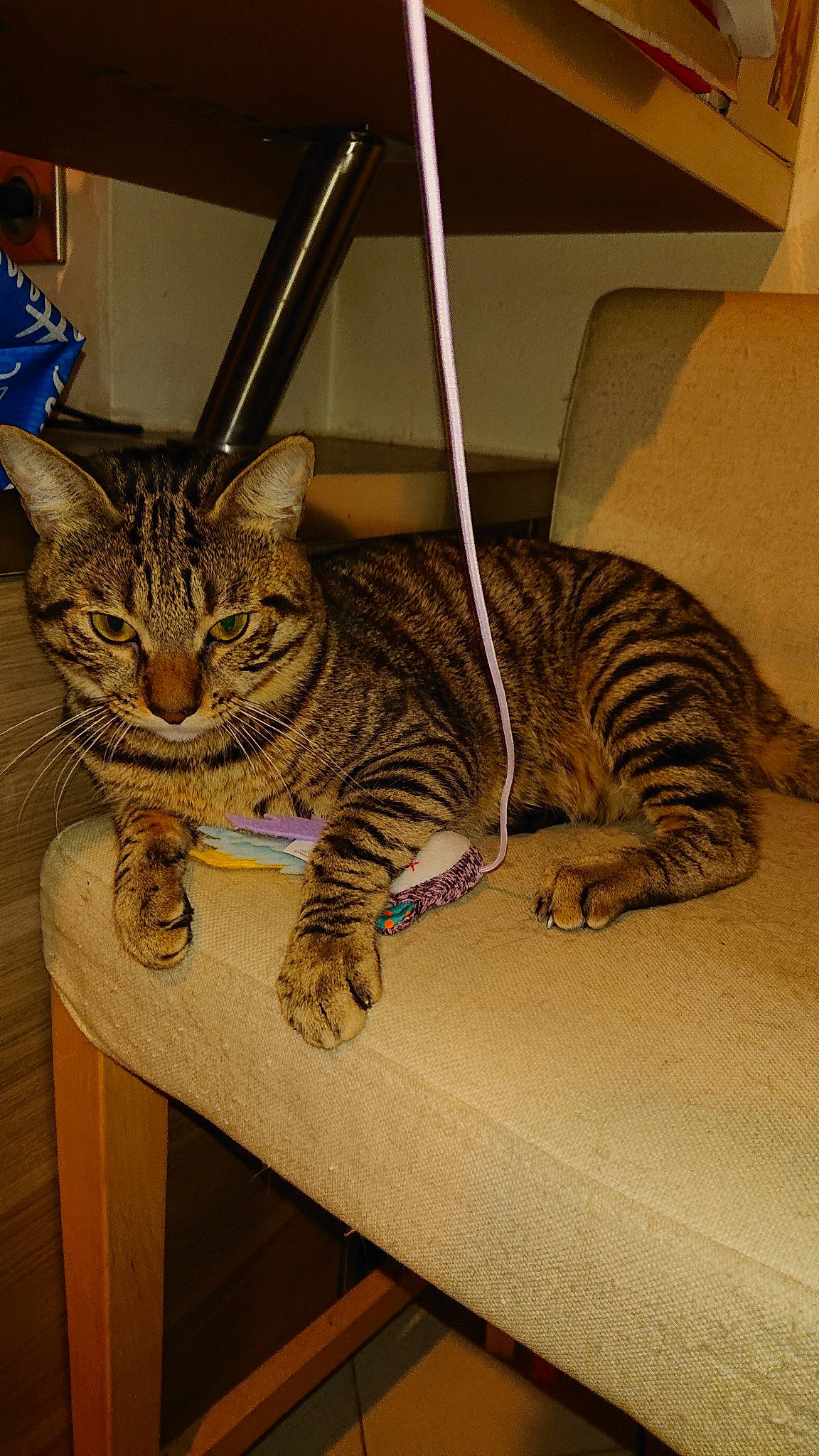 Kyubi participe au concours pour gagner de l'argent avec cette photo : american_shorthair, asian, bengal, california_spangled, carnivore, cat, domestic_short_haired_cat, dragon_li, european_shorthair, felidae, mammal, ocicat, pixie_bob, savannah, small_to_medium_sized_cats, sokoke, tabby_cat, toyger, vertebrate, whiskers