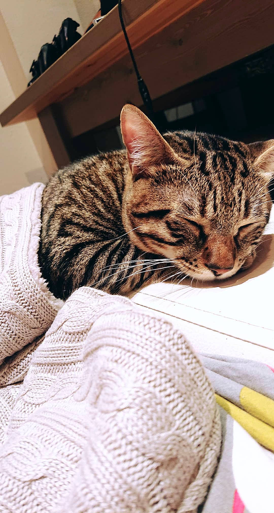 Kyubi a rejoint le concours — aidez-le/la à gagner de superbes lots ! american_shorthair, asian, bengal, california_spangled, carnivore, cat, domestic_short_haired_cat, dragon_li, ear, egyptian_mau, european_shorthair, felidae, fur, kitten, mammal, ocicat, small_to_medium_sized_cats, tabby_cat, toyger, whiskers