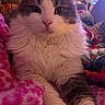 Moustache a rejoint le concours — aidez-le/la à gagner de superbes lots ! cat, fluffy, pet, animal, feline, close_up, indoor, blanket, colorful, patterned, cozy, soft_lighting, fur, cute, relaxed, whiskers, pink, white, gray, portrait