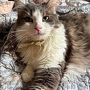 Moustache participe au concours pour gagner de l'argent avec cette photo : cat, fluffy, pet, indoor, relaxed, quilt, bow, white, gray, pink_nose, whiskers, paw, fur, close_up, animal, mammal, cute, laying_down, domestic_cat, cozy
