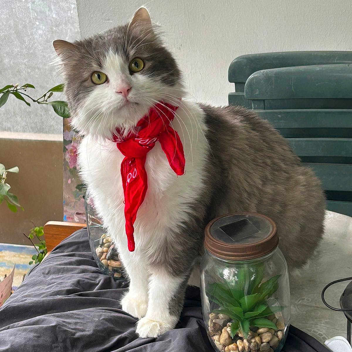 Moustache participe au concours pour gagner de l'argent avec cette photo : cat, red_bandana, gray_and_white, fluffy, indoor, glass_jar, plant, green_chairs, curious, table, black_cloth, pebbles, window, natural_light, pet, feline, domestic_animal, decor, cozy, closeup