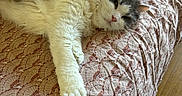 Moustache a rejoint le concours — aidez-le/la à gagner de superbes lots ! cat, fluffy, bed, blanket, resting, feline, sleepy, indoor, pet, cozy, patterned_bedspread, white, gray, paw, fur, relaxed, animal, domestic, cute, laying_down
