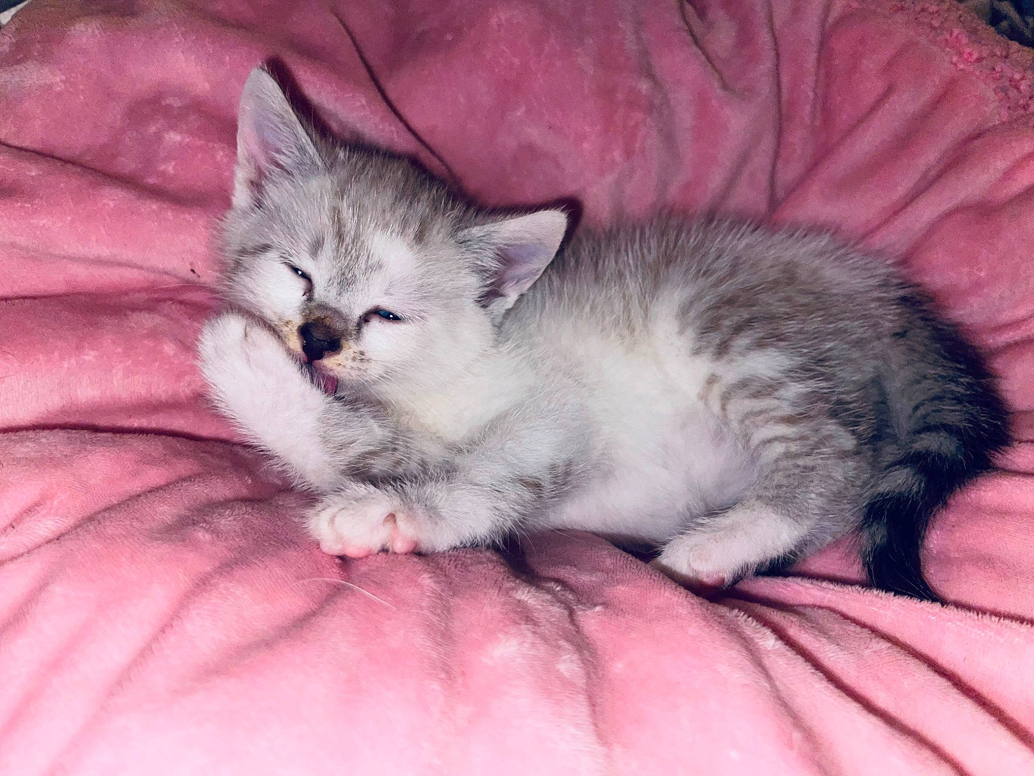 Mizmi participe au concours pour gagner de l'argent avec cette photo : carnivore, cat, cat_bed, cat_supply, claw, comfort, domestic_short_haired_cat, felidae, fur, grey, nap, paw, small_to_medium_sized_cats, snout, tail, terrestrial_animal, whiskers