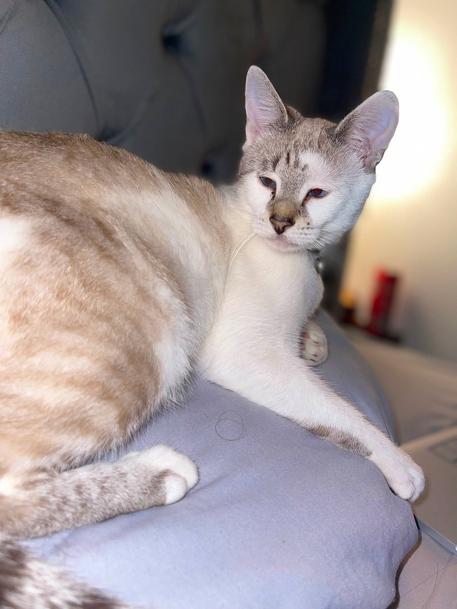 Mizmi participe au concours pour gagner de l'argent avec cette photo : carnivore, cat, claw, comfort, domestic_short_haired_cat, fang, fawn, felidae, fur, paw, small_to_medium_sized_cats, snout, tail, terrestrial_animal, whiskers, wildlife