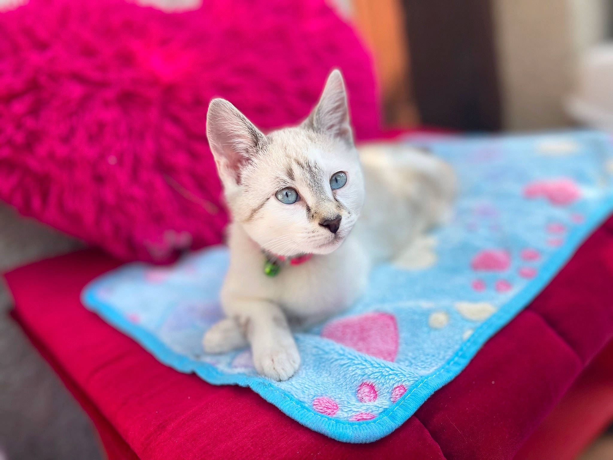 Mizmi participe au concours pour gagner de l'argent avec cette photo : carnivore, cat, cat_supply, claw, comfort, couch, domestic_short_haired_cat, fawn, felidae, fur, linens, magenta, paw, pet_supply, pink, sitting, small_to_medium_sized_cats, snout, tail, whiskers