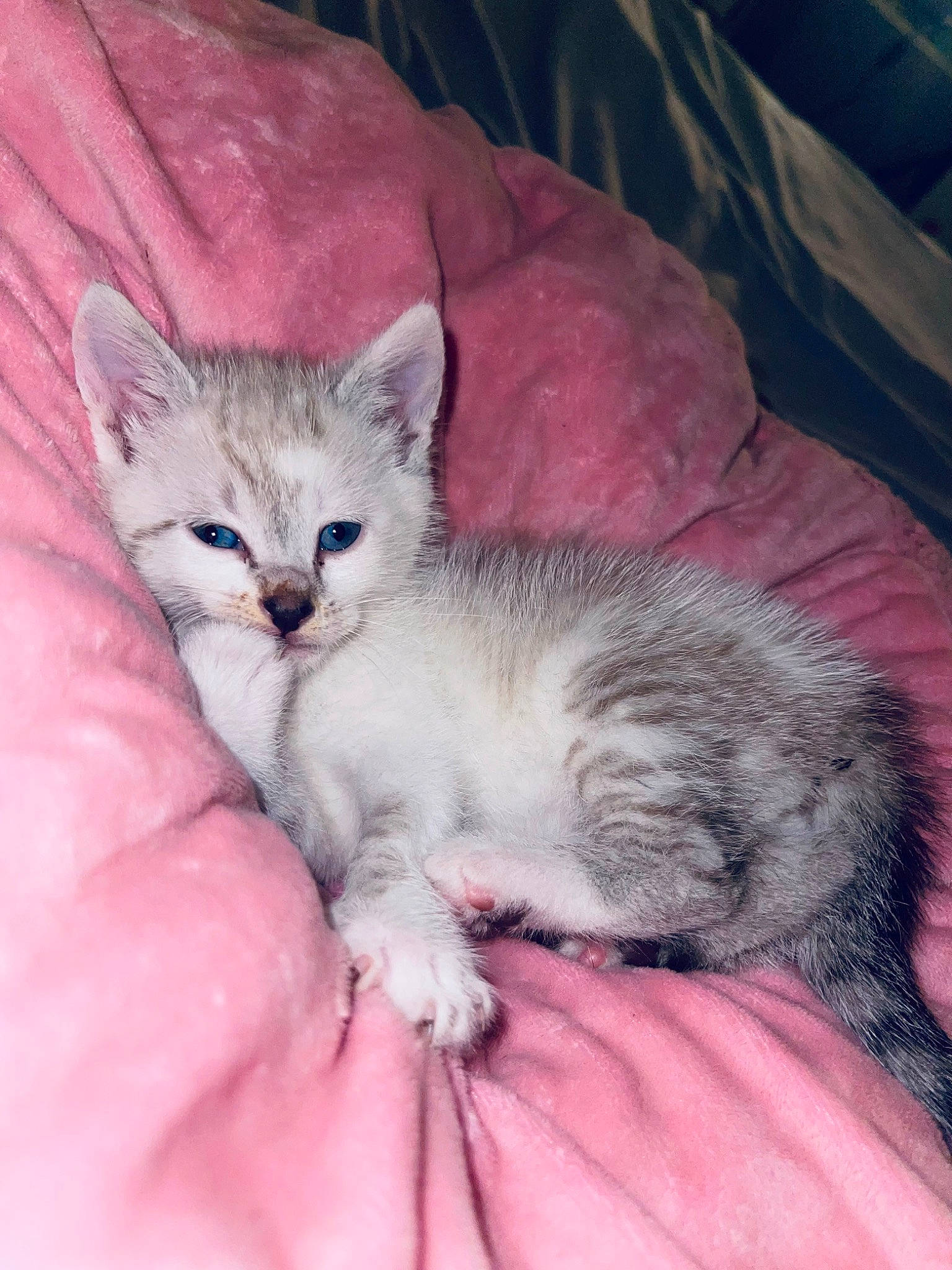 Mizmi participe au concours pour gagner de l'argent avec cette photo : carnivore, cat, claw, comfort, domestic_short_haired_cat, fawn, felidae, fur, nap, paw, small_to_medium_sized_cats, snout, tail, terrestrial_animal, whiskers, wildlife