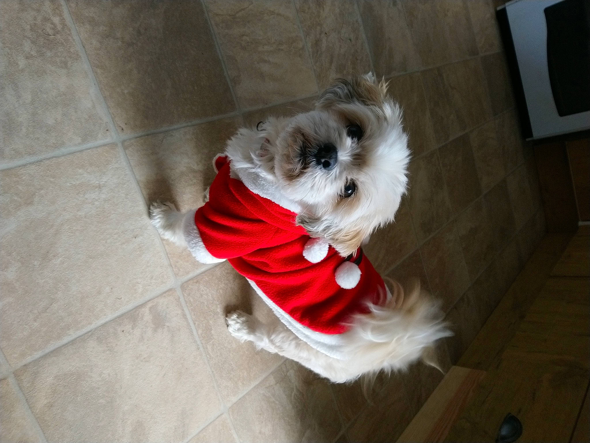 Poppy joined the competition — help win amazing prizes! canidae, carnivore, collar, companion_dog, dog, dog_breed, dog_clothes, dog_collar, dog_supply, fawn, flooring, pet_supply, small_terrier, snout, sporting_group, tail, terrier, toy_dog, whiskers, working_animal