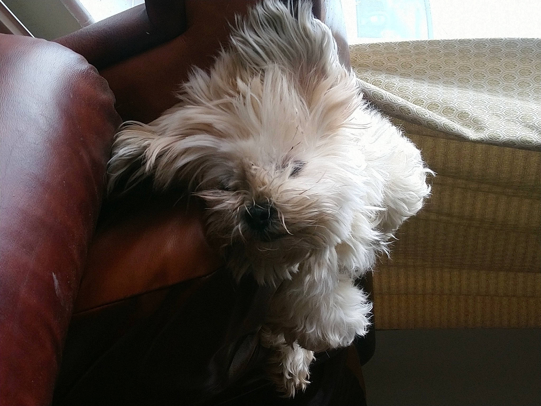 Poppy is registered to the contest to win money with this photo: bichon, biewer_terrier, canidae, carnivore, companion_dog, dog, dog_breed, fur, maltepoo, non_sporting_group, poodle_crossbreed, puppy, puppy_love, shih_poo, small_terrier, snout, sporting_group, terrier, toy_dog, working_animal