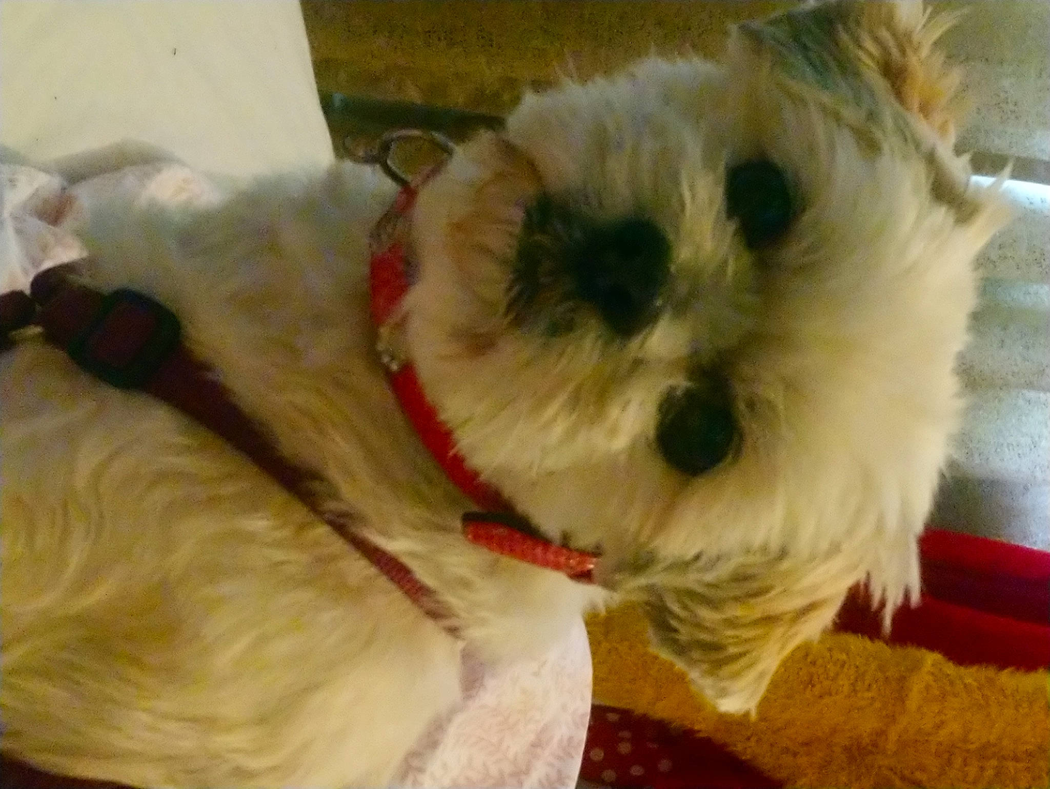 Poppy joined the competition — help win amazing prizes! bichon, canidae, carnivore, collar, companion_dog, dog, dog_breed, dog_collar, dog_supply, fawn, fur, maltepoo, non_sporting_group, poodle_crossbreed, small_terrier, snout, sporting_group, terrier, toy_dog, working_animal