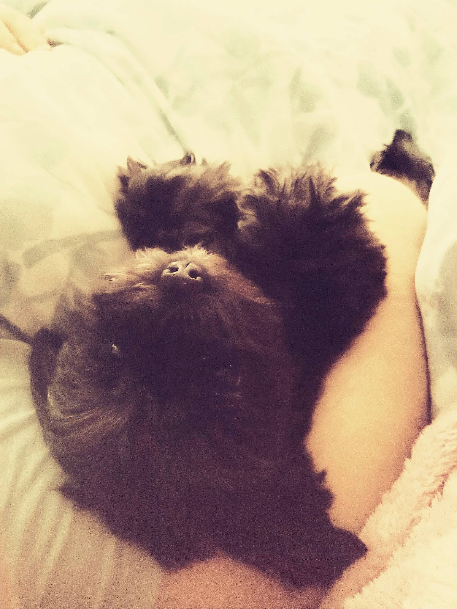 Minnie is registered to the contest to win money with this photo: canidae, carnivore, companion_dog, dog, dog_breed, ear, fawn, fur, hair, liver, maltepoo, puppy, shih_poo, small_terrier, snout, sporting_group, tail, terrier, toy_dog, working_animal