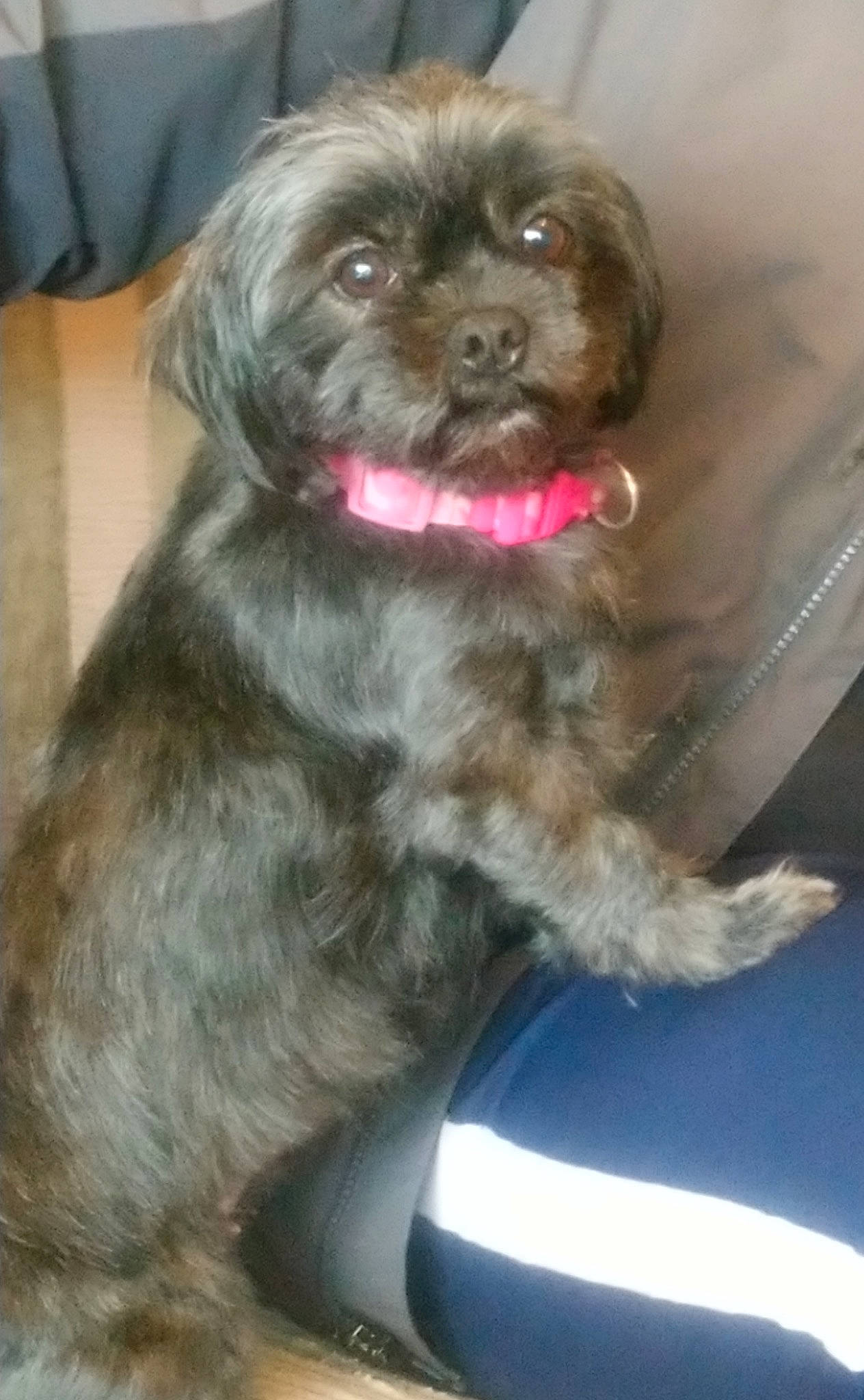 Minnie joined the competition — help win amazing prizes! canidae, collar, companion_dog, dog, dog_breed, dog_supply, firefighter, fur, liver, mal_shi, maltepoo, shih_poo, small_terrier, spaniel, terrestrial_animal, terrier, toy_dog, whiskers, working_animal, yorkipoo