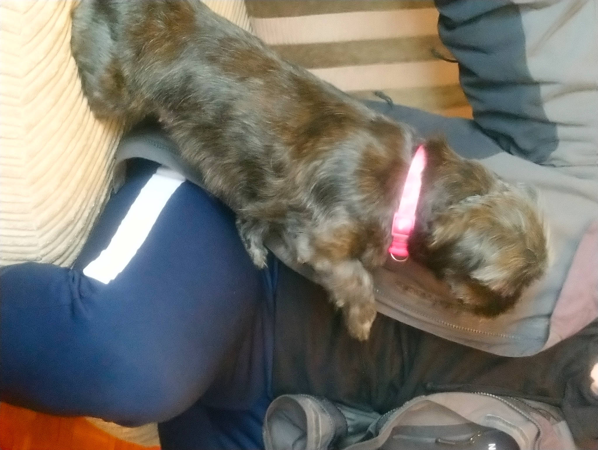 Minnie joined the competition — help win amazing prizes! canidae, carnivore, collar, comfort, companion_dog, dog, dog_breed, dog_collar, fawn, fur, liver, spaniel, sporting_group, tail, working_animal