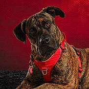 Vito a rejoint le concours — aidez-le/la à gagner de superbes lots ! dog, brindle, red_harness, pet, canine, portrait, indoor, black_rug, red_background, curious, head_tilt, animal, mammal, domestic_animal, close_up, fur, ears, friendly, alert, sitting