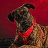 dog, brindle, red_harness, pet, canine, portrait, indoor, black_rug, red_background, curious, head_tilt, animal, mammal, domestic_animal, close_up, fur, ears, friendly, alert, sitting