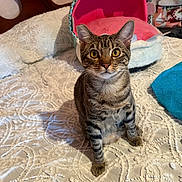 Ellie May is registered to the contest to win money with this photo: cat, tabby, pet_bed, bedspread, indoor, feline, curious, texture, orange_eyes, white, pink, turquoise, towel, bedroom, fur, whiskers, ears, sitting, looking, cozy