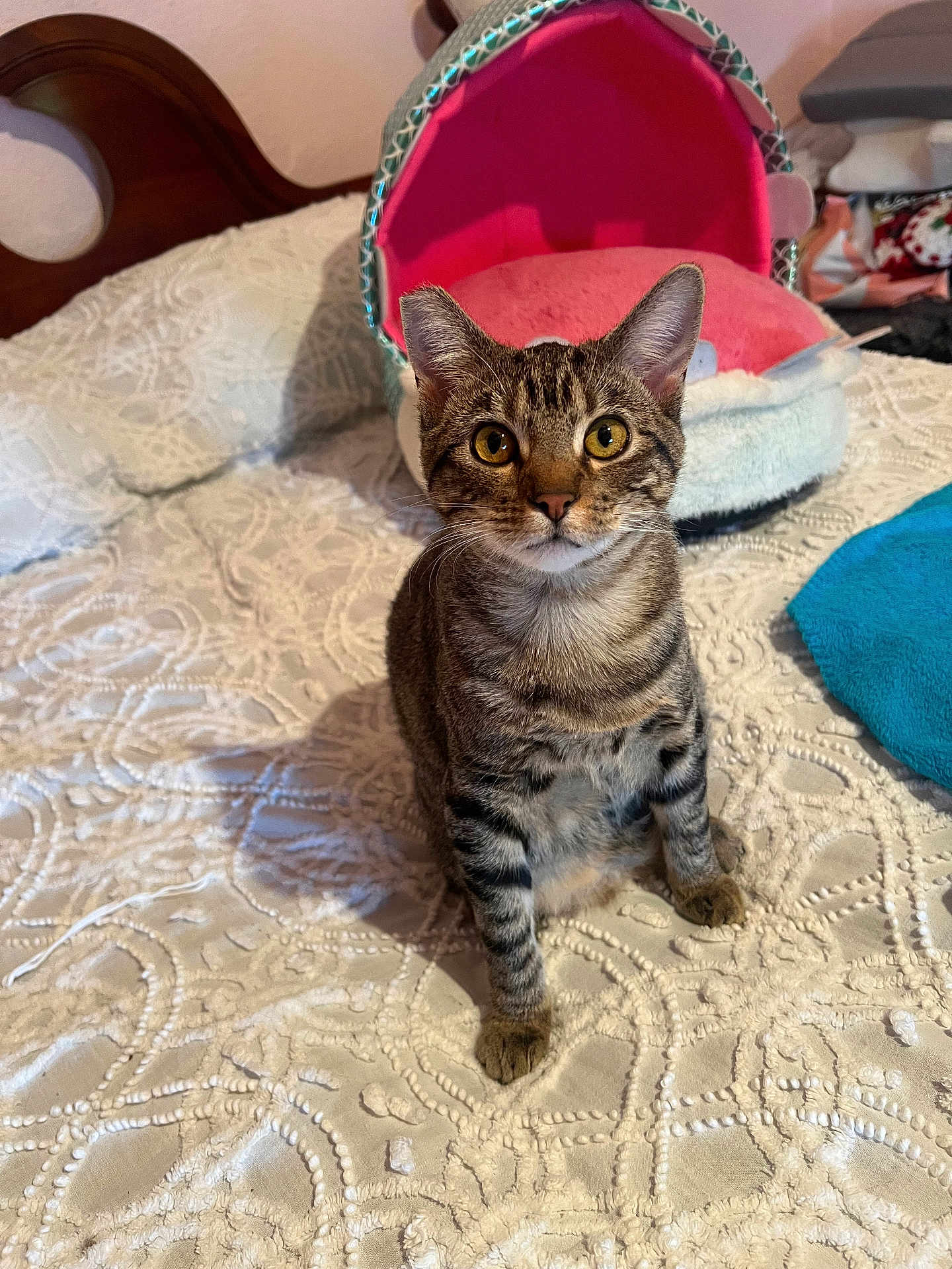 Ellie May is registered to the contest to win money with this photo: cat, tabby, pet_bed, bedspread, indoor, feline, curious, texture, orange_eyes, white, pink, turquoise, towel, bedroom, fur, whiskers, ears, sitting, looking, cozy