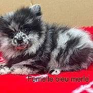 Tina participe au concours pour gagner de l'argent avec cette photo : puppy, dog, blue_merle, female, fluffy, fur, pet, animal, red_blanket, cozy, cute, lying_down, indoor, adorable, young, small, portrait, canine, resting, furry