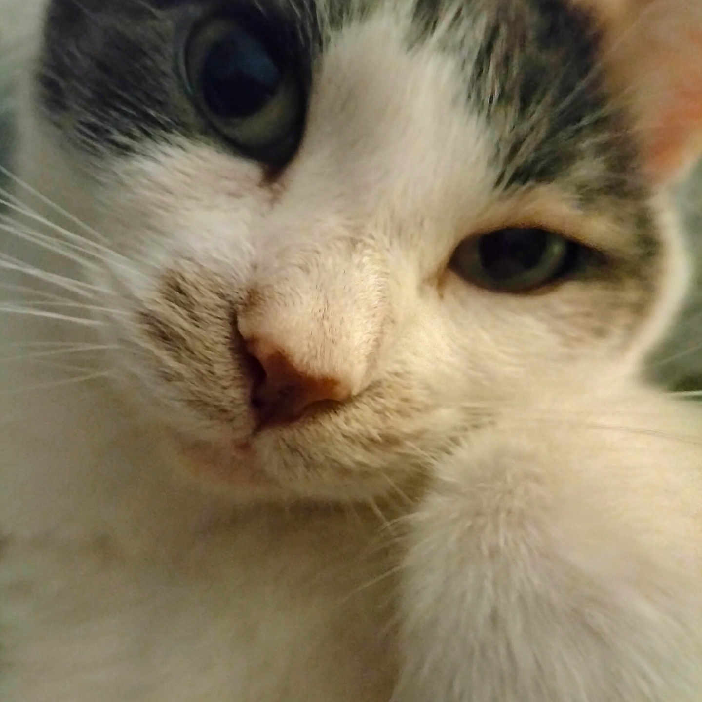 Mirabelle