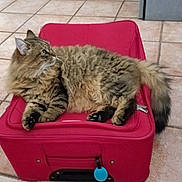 Symba participe au concours pour gagner de l'argent avec cette photo : animal, architecture, bag, baggage, building, cat, chair, couch, furniture, hardwood, indoors, kitten, livingroom, manx, person, pet, sleeping, suitcase, table, wood