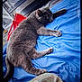 Shadow joined the competition — help win amazing prizes! cat, gray_cat, bed, blue_bed_sheet, indoor, resting, pet, feline, animal, fur, paw, tail, relaxed, household, fabric, blanket, comfort, sleepy, room, domestic
