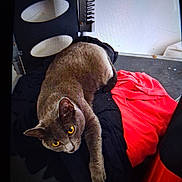 Shadow is registered to the contest to win money with this photo: cat, gray_fur, yellow_eyes, indoor, fabric, red_cloth, black_cloth, chair, curious, pet, animal, resting, feline, cozy, fur, whiskers, paw, domestic_cat, looking, relaxed
