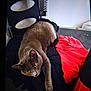 cat, gray_fur, yellow_eyes, indoor, fabric, red_cloth, black_cloth, chair, curious, pet, animal, resting, feline, cozy, fur, whiskers, paw, domestic_cat, looking, relaxed